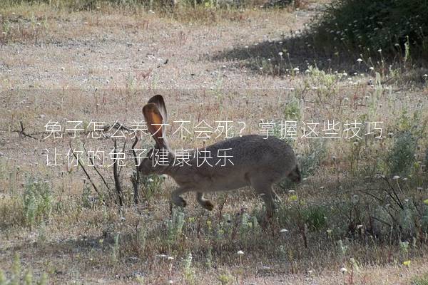 兔子怎么养才不会死？掌握这些技巧让你的兔子健康快乐