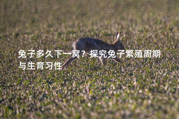 兔子多久下一窝？探究兔子繁殖周期与生育习性