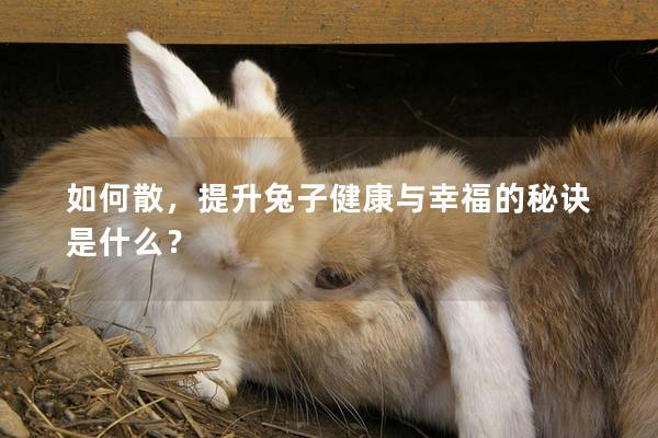 如何散，提升兔子健康与幸福的秘诀是什么？