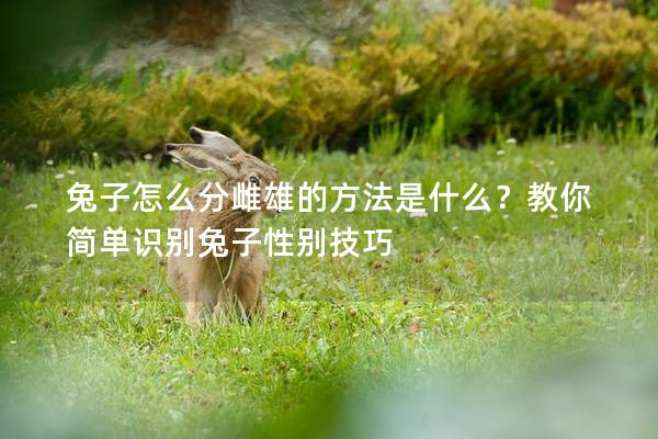 兔子怎么分雌雄的方法是什么？教你简单识别兔子性别技巧
