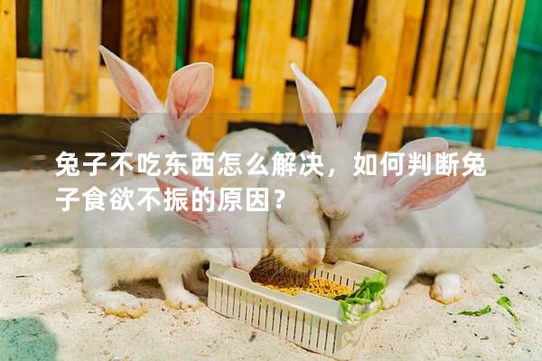 兔子不吃东西怎么解决，如何判断兔子食欲不振的原因？