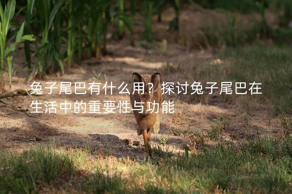 兔子尾巴有什么用？探讨兔子尾巴在生活中的重要性与功能