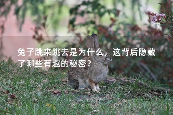 兔子跳来跳去是为什么，这背后隐藏了哪些有趣的秘密？