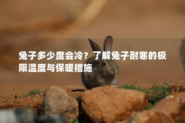 兔子多少度会冷？了解兔子耐寒的极限温度与保暖措施