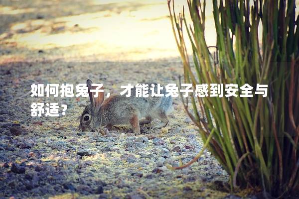 如何抱兔子，才能让兔子感到安全与舒适？
