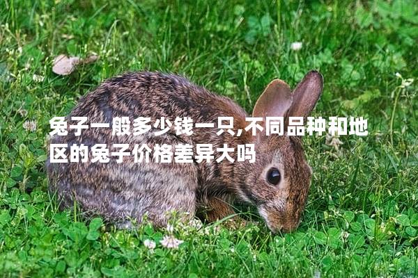 兔子一般多少钱一只,不同品种和地区的兔子价格差异大吗