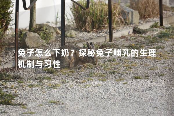 兔子怎么下奶？探秘兔子哺乳的生理机制与习性
