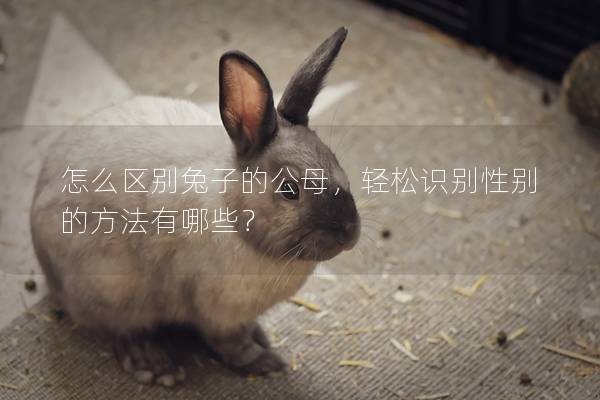 怎么区别兔子的公母，轻松识别性别的方法有哪些？