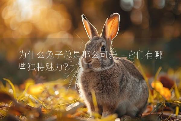 为什么兔子总是那么可爱，它们有哪些独特魅力？
