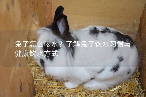 兔子怎么喝水？了解兔子饮水习惯与健康饮水方式