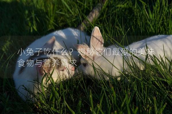 小兔子吃什么？揭秘它们最爱的美味食物与营养需求