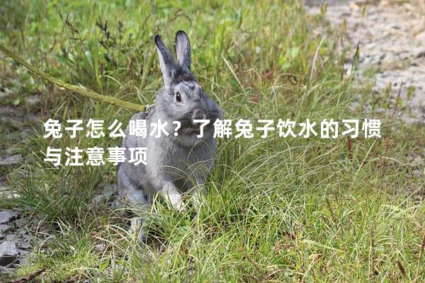 兔子怎么喝水？了解兔子饮水的习惯与注意事项