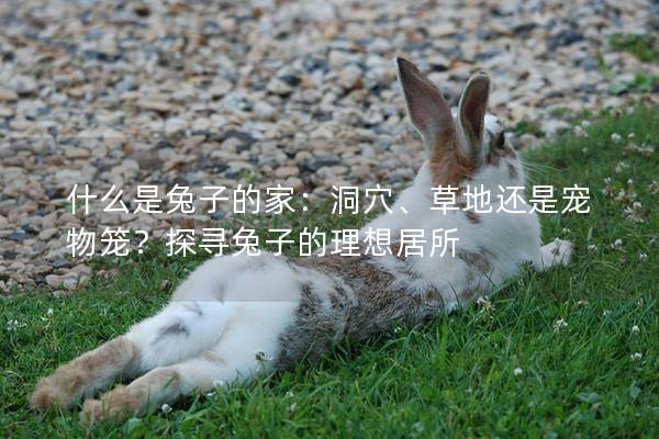 什么是兔子的家：洞穴、草地还是宠物笼？探寻兔子的理想居所