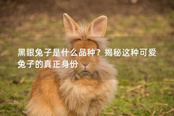 黑眼兔子是什么品种？揭秘这种可爱兔子的真正身份
