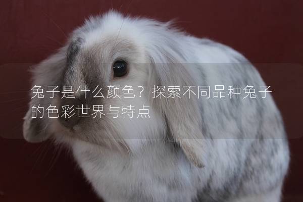 兔子是什么颜色？探索不同品种兔子的色彩世界与特点