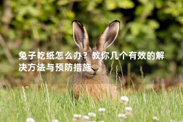 兔子吃纸怎么办？教你几个有效的解决方法与预防措施