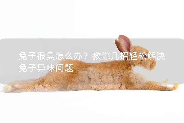 兔子很臭怎么办？教你几招轻松解决兔子异味问题
