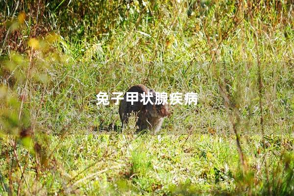兔子甲状腺疾病