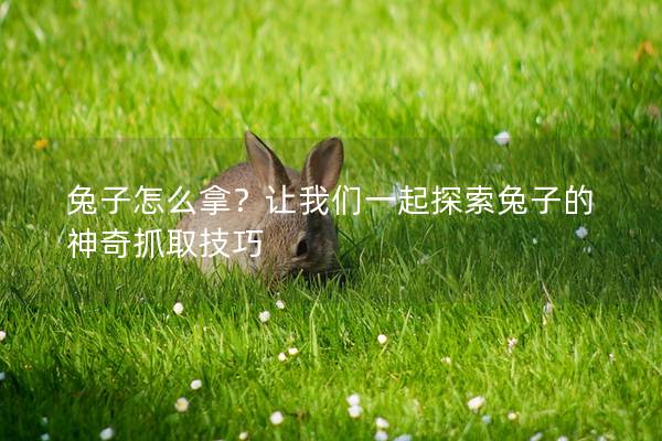 兔子怎么拿？让我们一起探索兔子的神奇抓取技巧