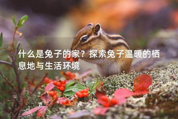 什么是兔子的家？探索兔子温暖的栖息地与生活环境