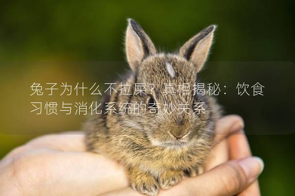 兔子为什么不拉屎？真相揭秘：饮食习惯与消化系统的奇妙关系