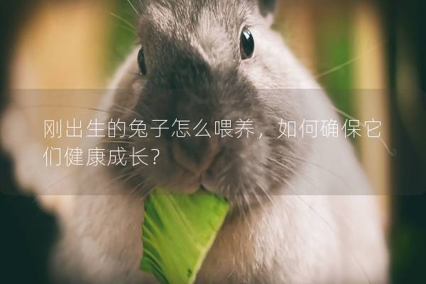 刚出生的兔子怎么喂养，如何确保它们健康成长？