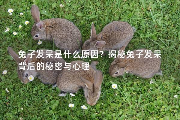 兔子发呆是什么原因？揭秘兔子发呆背后的秘密与心理