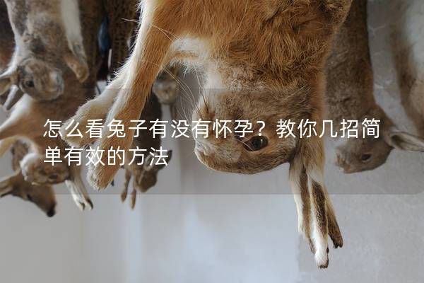 怎么看兔子有没有怀孕？教你几招简单有效的方法