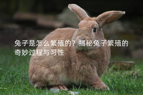 兔子是怎么繁殖的？揭秘兔子繁殖的奇妙过程与习性