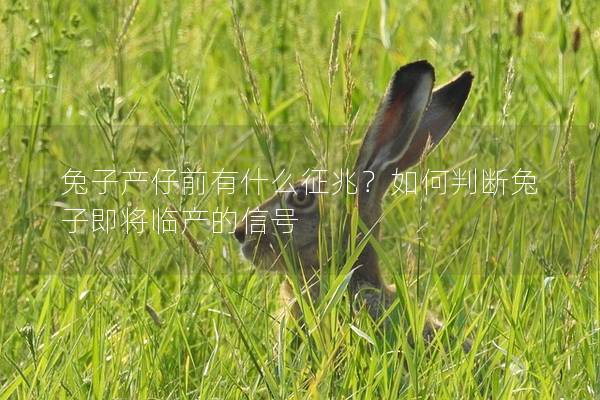 兔子产仔前有什么征兆？如何判断兔子即将临产的信号