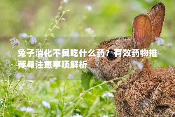 兔子消化不良吃什么药？有效药物推荐与注意事项解析