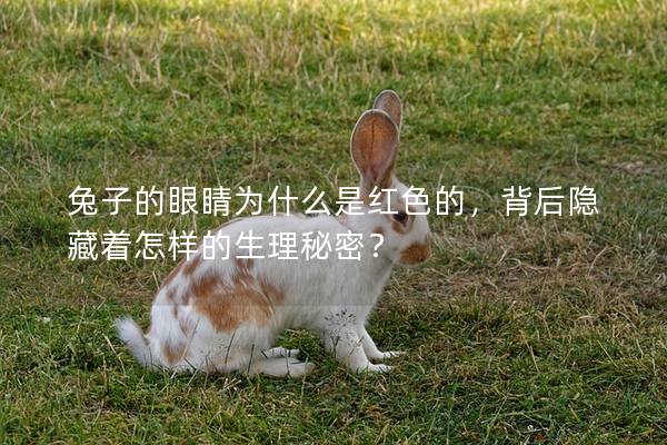 兔子的眼睛为什么是红色的，背后隐藏着怎样的生理秘密？