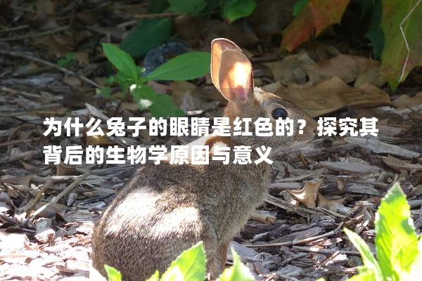 为什么兔子的眼睛是红色的？探究其背后的生物学原因与意义