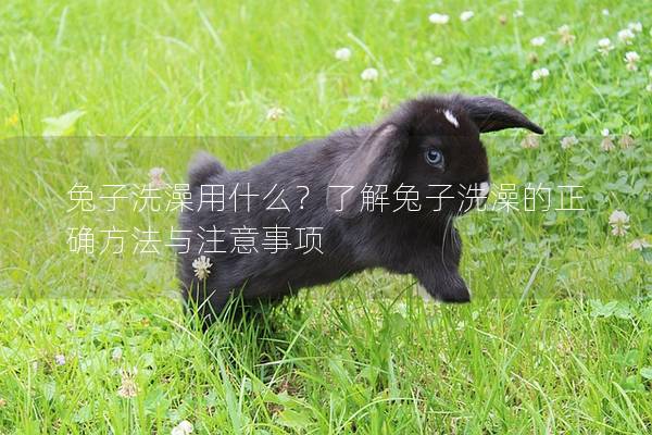 兔子洗澡用什么？了解兔子洗澡的正确方法与注意事项