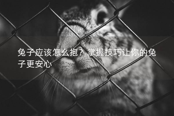兔子应该怎么抱？掌握技巧让你的兔子更安心
