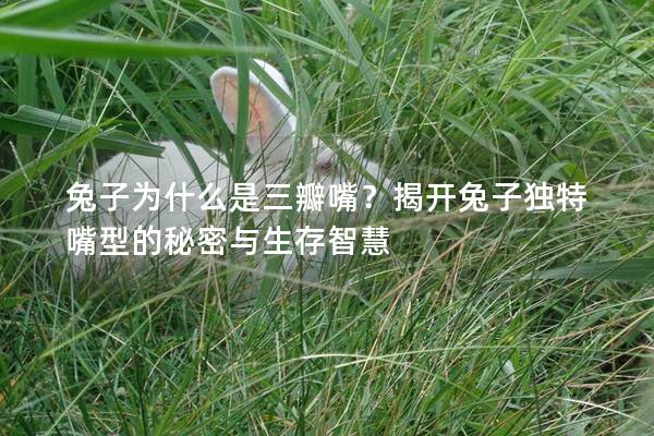 兔子为什么是三瓣嘴？揭开兔子独特嘴型的秘密与生存智慧