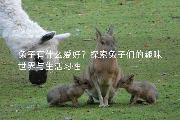 兔子有什么爱好？探索兔子们的趣味世界与生活习性