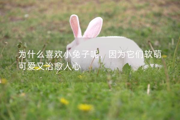 为什么喜欢小兔子呢，因为它们软萌可爱又治愈人心