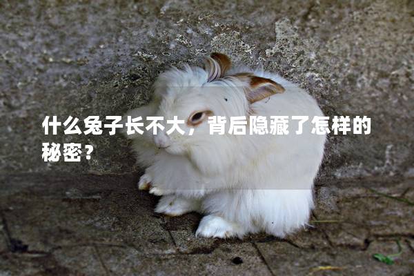 什么兔子长不大，背后隐藏了怎样的秘密？