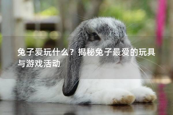 兔子爱玩什么？揭秘兔子最爱的玩具与游戏活动