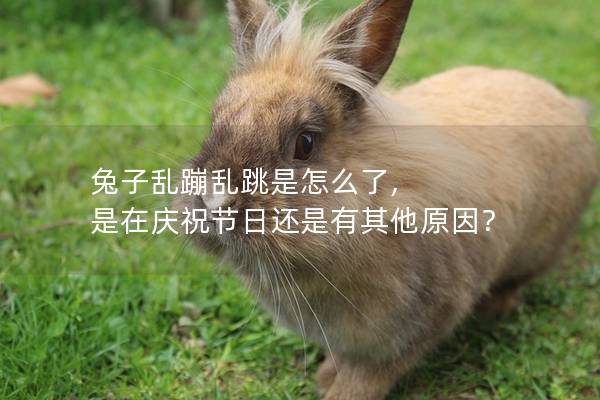 兔子乱蹦乱跳是怎么了, 是在庆祝节日还是有其他原因？