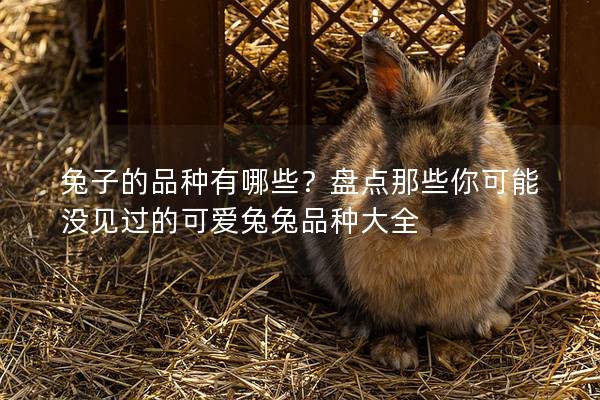 兔子的品种有哪些？盘点那些你可能没见过的可爱兔兔品种大全