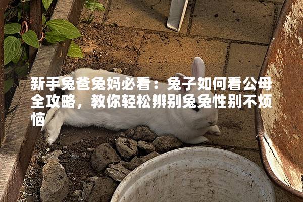 新手兔爸兔妈必看：兔子如何看公母全攻略，教你轻松辨别兔兔性别不烦恼