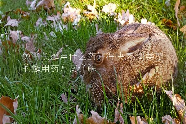 兔子长癣用什么药好得快,不同类型的癣用药方案详解