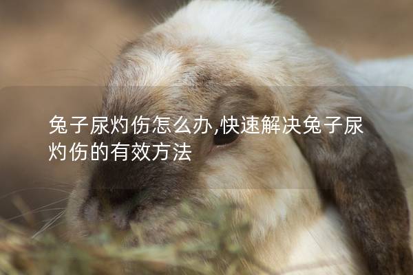 兔子尿灼伤怎么办,快速解决兔子尿灼伤的有效方法