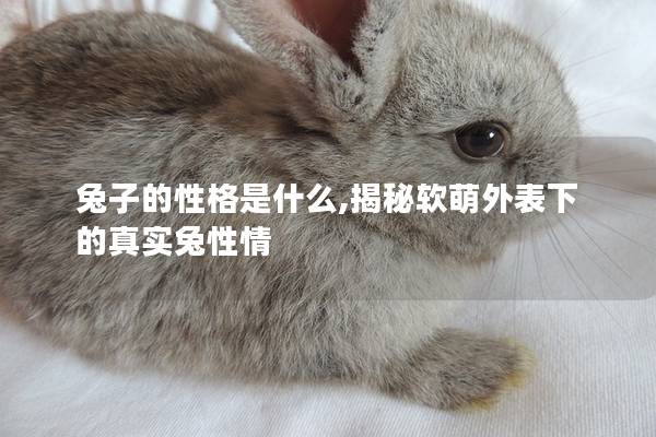兔子的性格是什么,揭秘软萌外表下的真实兔性情