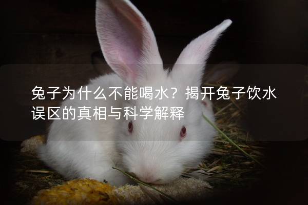 兔子为什么不能喝水？揭开兔子饮水误区的真相与科学解释