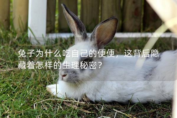 兔子为什么吃自己的便便，这背后隐藏着怎样的生理秘密？