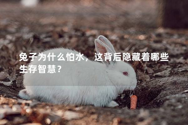 兔子为什么怕水，这背后隐藏着哪些生存智慧？