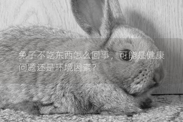兔子不吃东西怎么回事，可能是健康问题还是环境因素？
